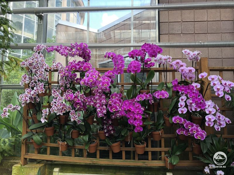 Орхидеи из Ботинического сада в  Атланте