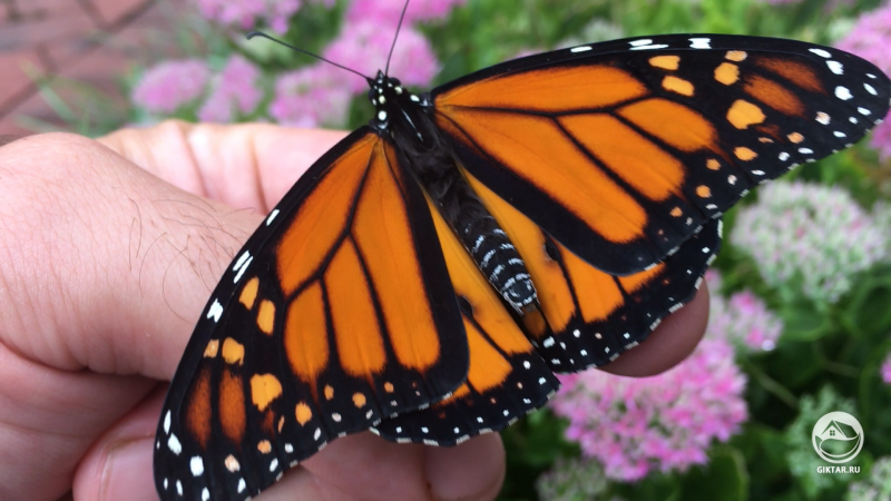 Бабочка монарх.