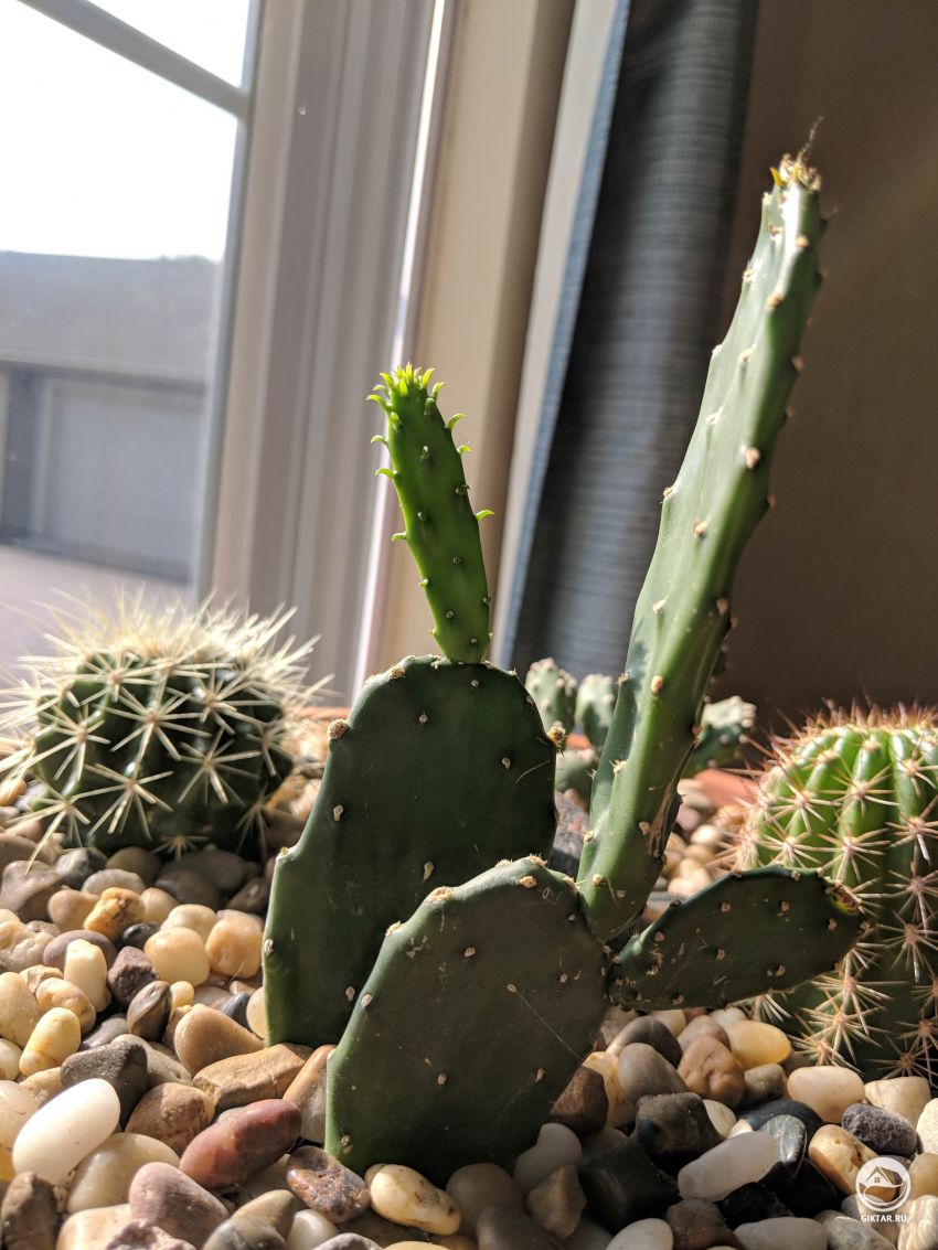 Не слишком ли вытянулся новый росток опунции ?