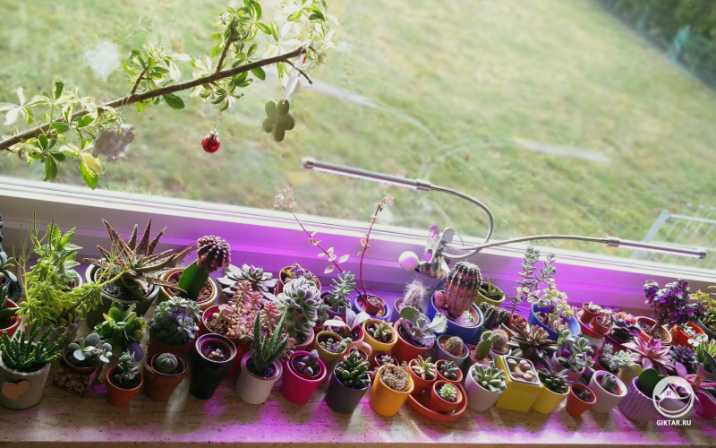 Моя маленькая коллекция кактусов и суккулентов