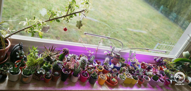 Моя маленькая коллекция кактусов и суккулентов