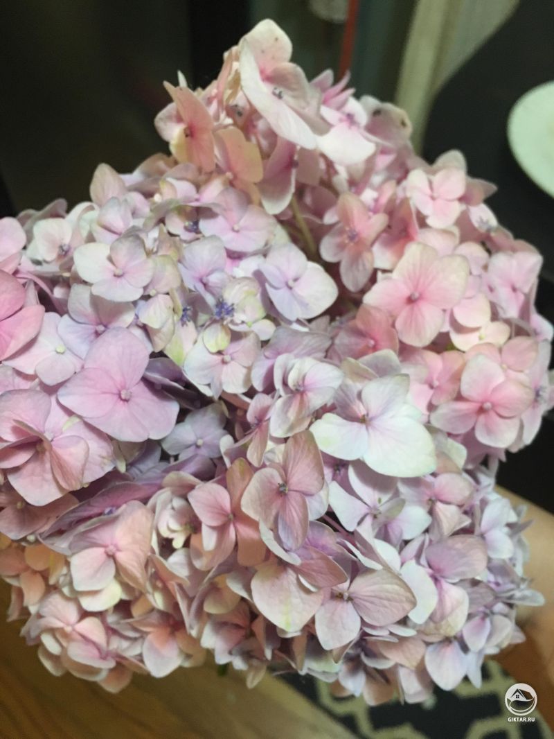 Мои прекрасные гортензии