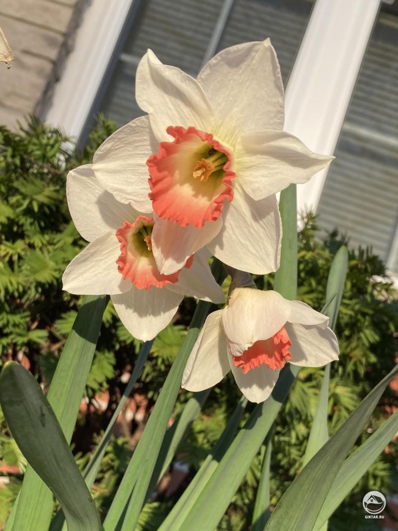 Мои любимые нарциссы