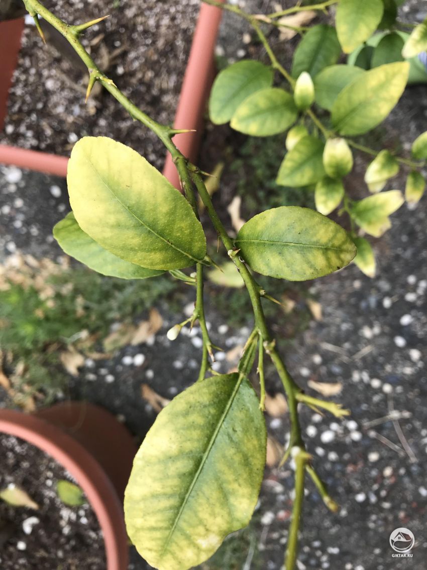 Есть ли надежда для моего бедного лаймового деревца?