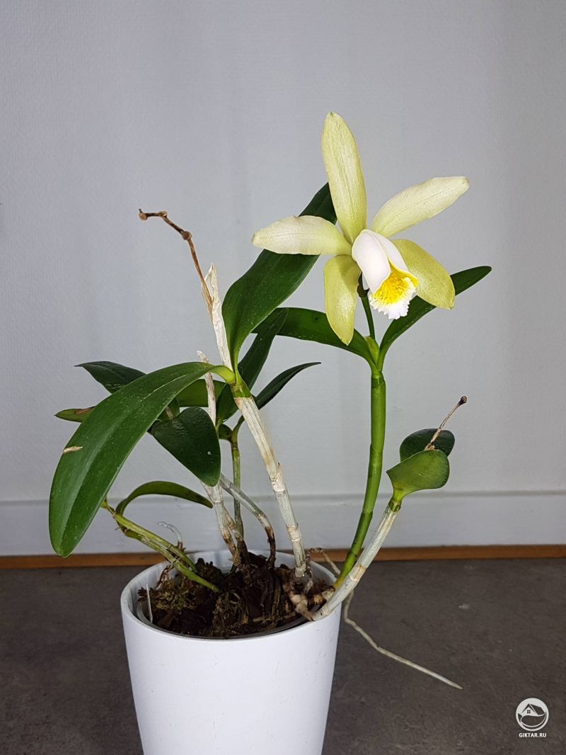 Каттлея Форбса цветет