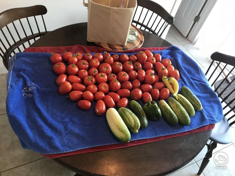 Дождь сильно побил наши помидоры. Может стоит спасти их, сделав соус?