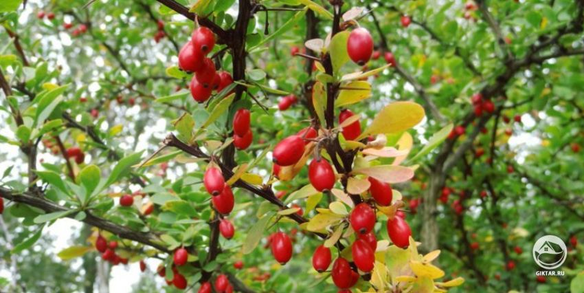 Барбарис Барбарис