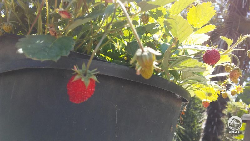 Альпийская клубника