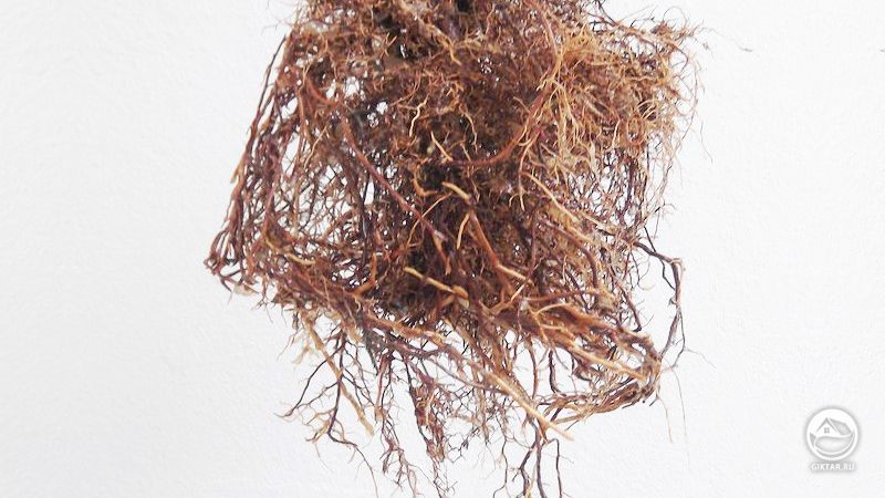 Первая пересадка криптомерии бонсай по шагам