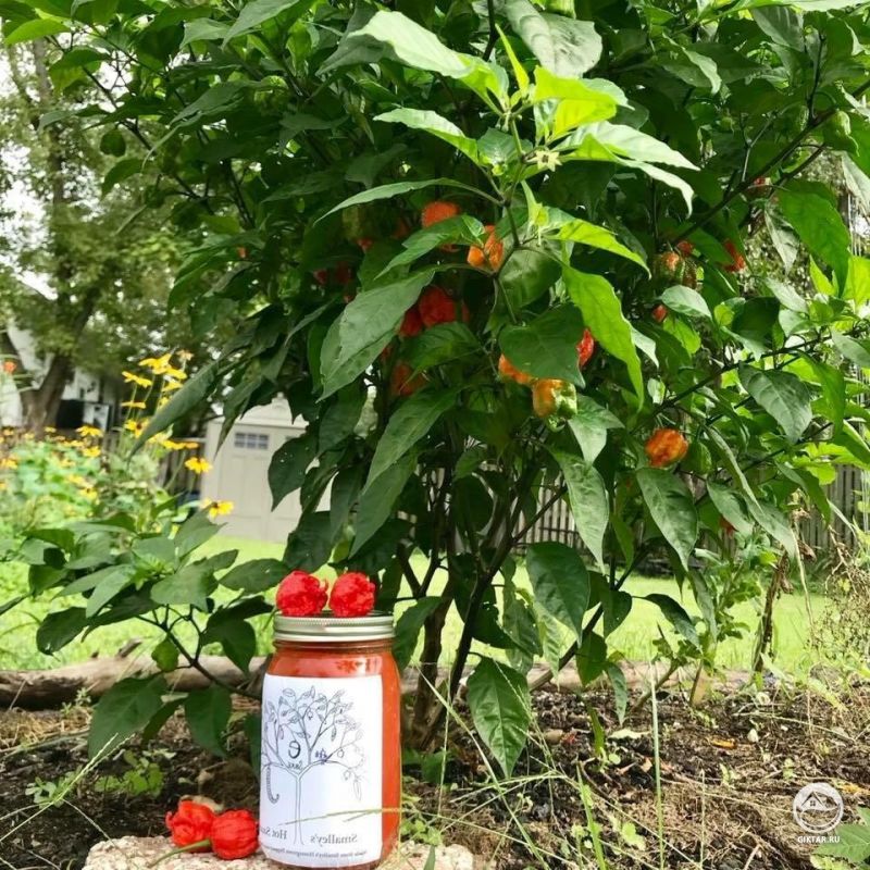 Острый перец и сделанный их него острый соус!