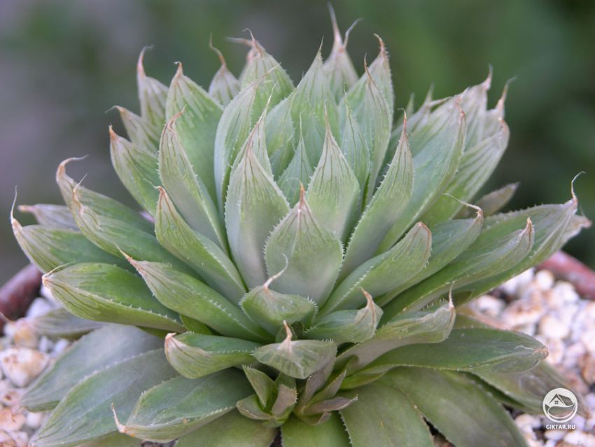 хавортия купера - маленький суккулент с плотной розеткой из мясистых ладьевидных листьев. хавортия купера - маленький суккулент с плотной розеткой из мясистых ладьевидных листьев.