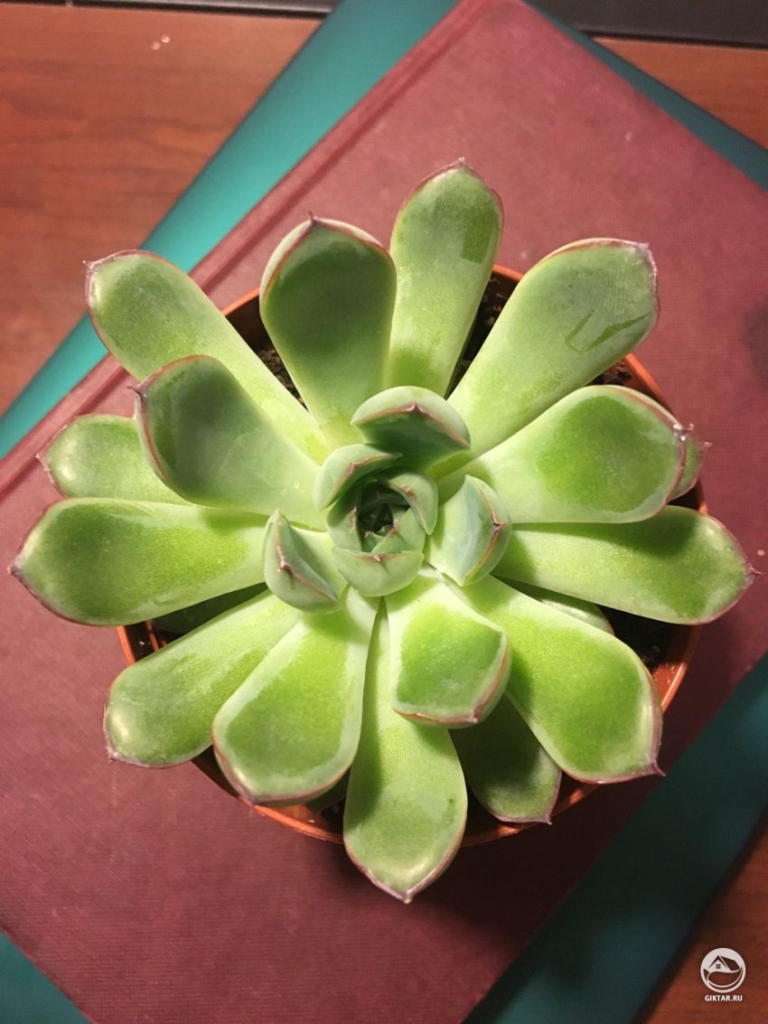 Это мой первый суккулент: почему мое растение не округлое и не компактное?