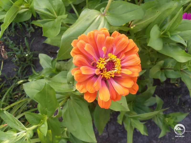 Лососевая цинния - это великолепно.