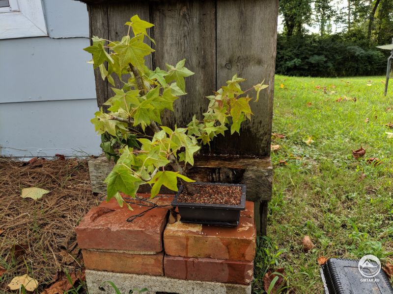 Клен бонсай