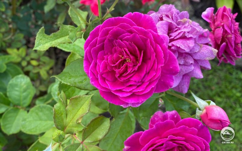 Розы в полном цвету