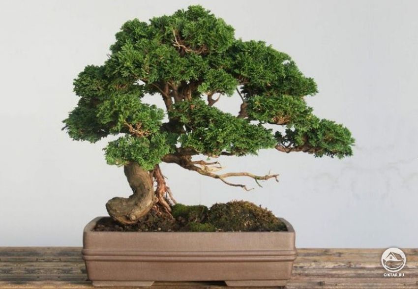 Кипарисовик бонсай. Кипарисовик бонсай.