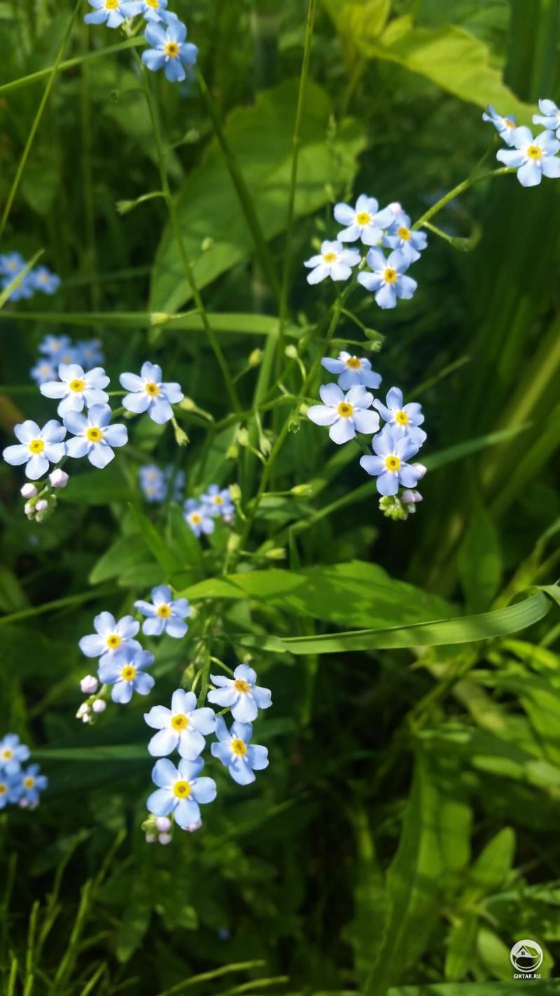 Цветки незабудки