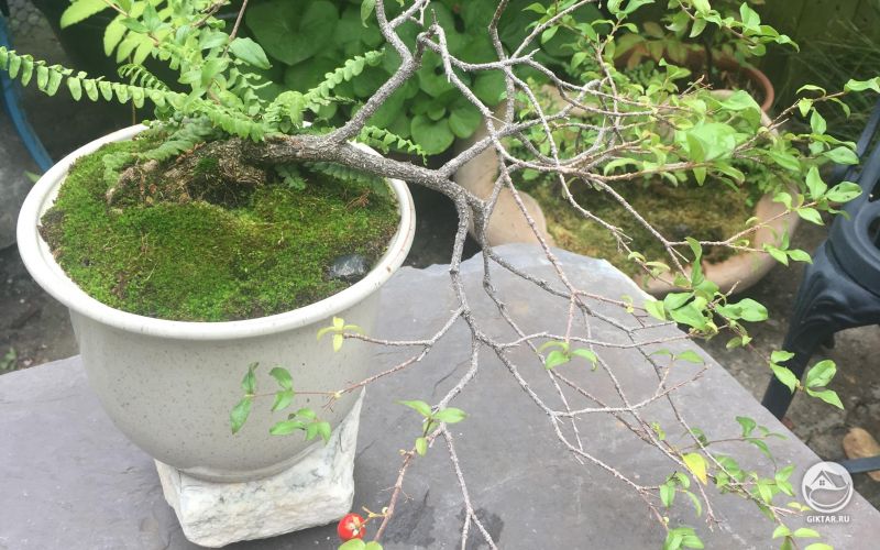 Одннадцитилетняя барбадосская вишня с плодами