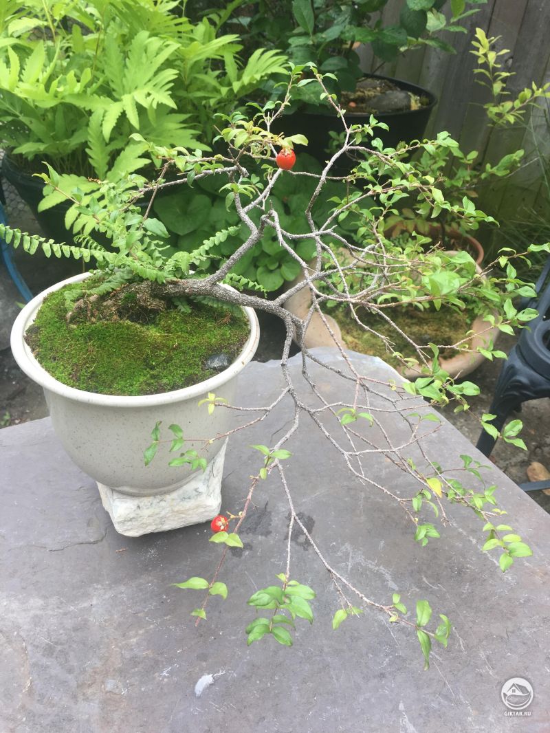 Одннадцитилетняя барбадосская вишня с плодами