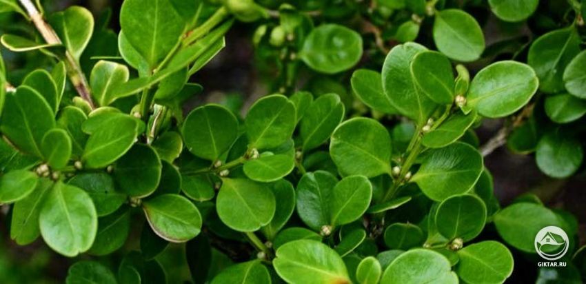 ветка самшита самшит: ветка с листьями