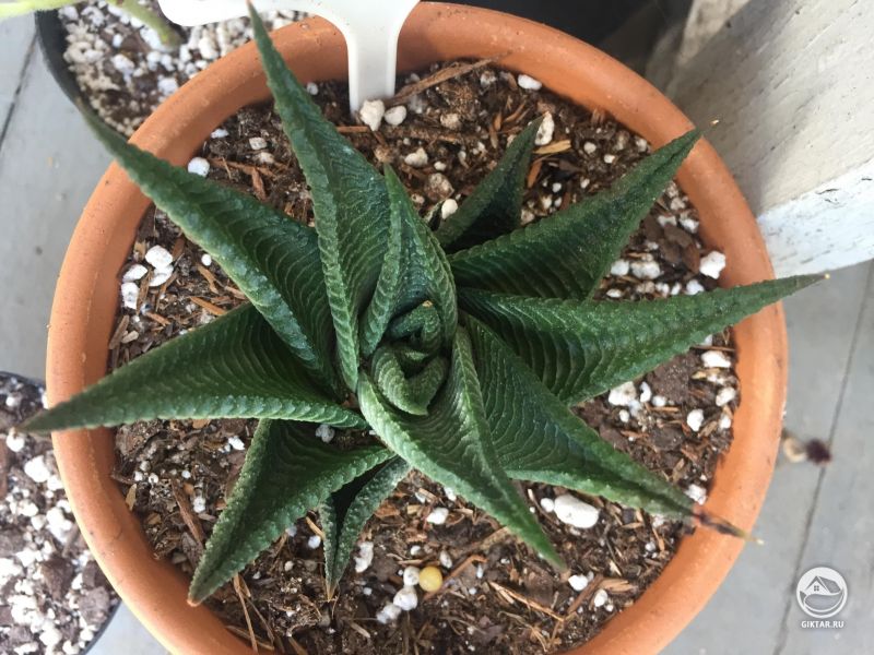 Спиральная хавортия