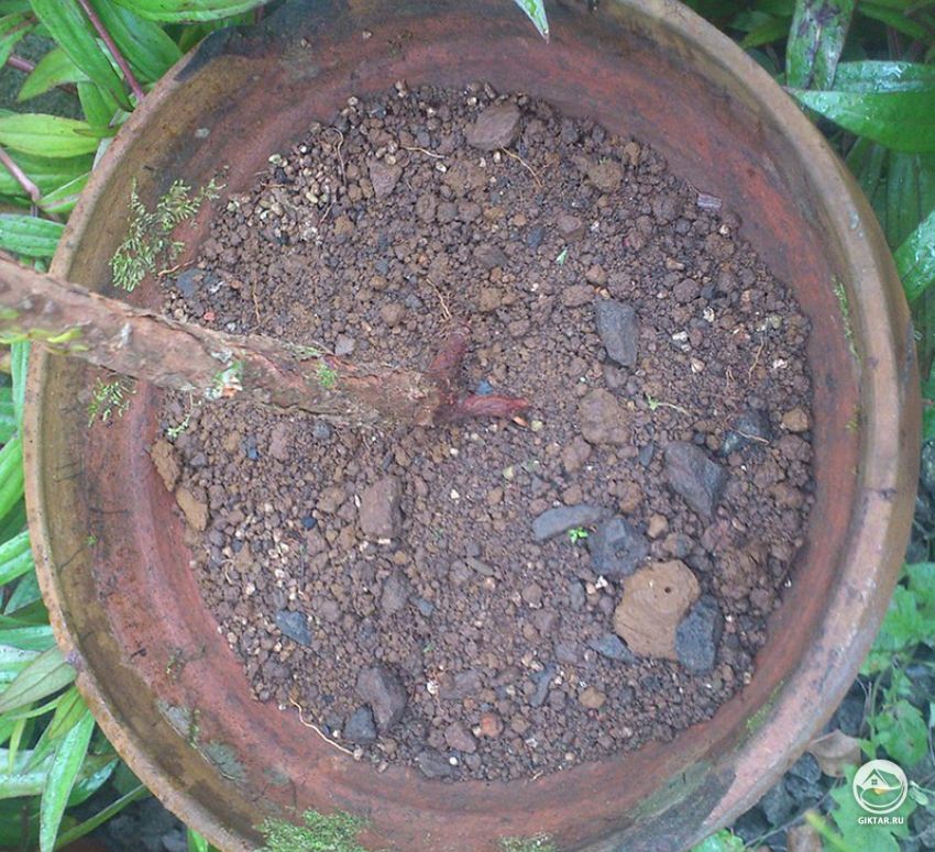 Посадка дерева после первичной обрезки корней Посадка дерева после первичной обрезки корней.