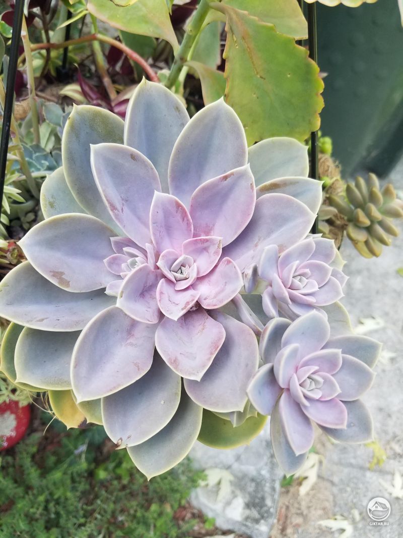 Розовая эхеверия