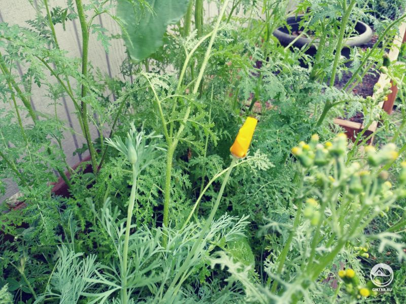 Мой первый желтый калифорнийский мак дал бутон