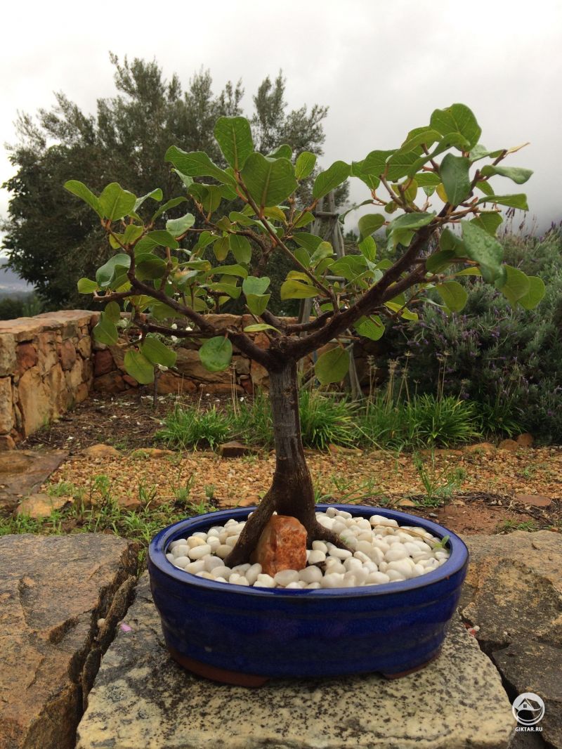 Дикий инжир или фикус натальсткий