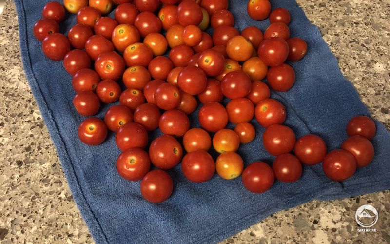 Урожай помидоров с двух кустиков за два дня