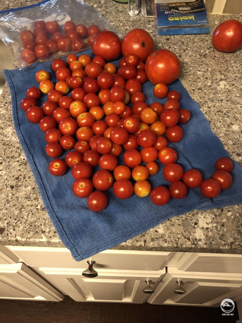 Урожай помидоров с двух кустиков за два дня