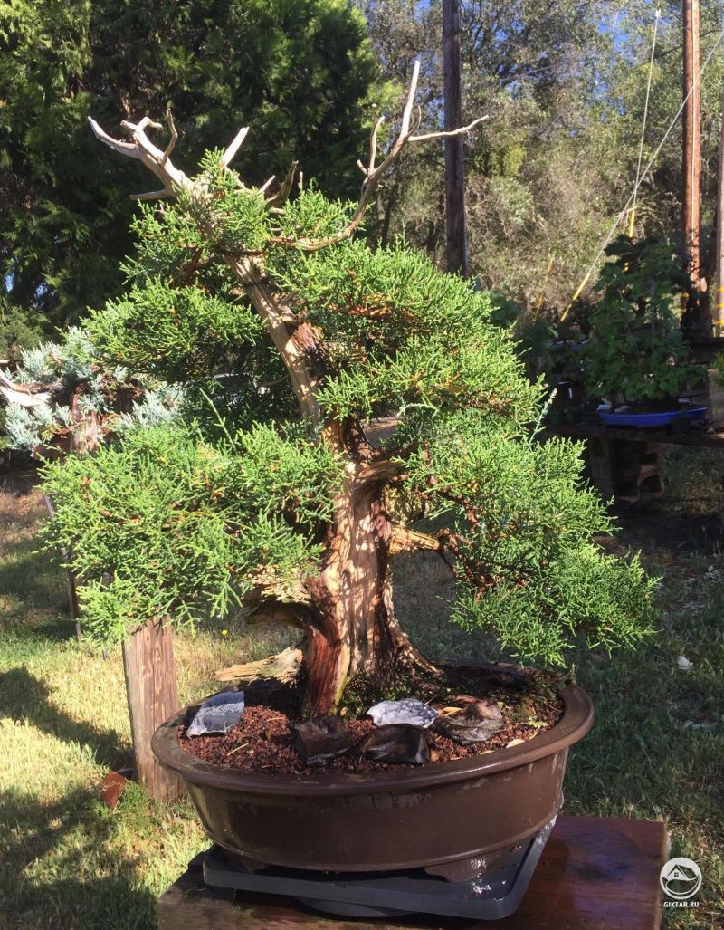 Один из моих калифорнийских можжевельников