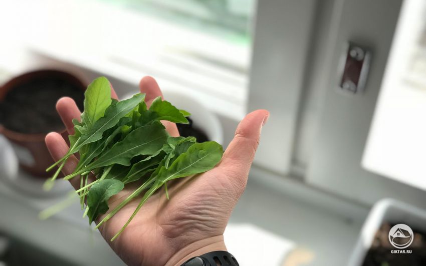 руккола выращивание