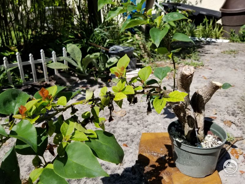 Сирень в качестве бонсай