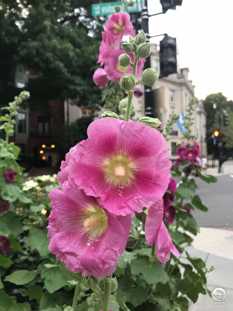 Розовая шток-роза