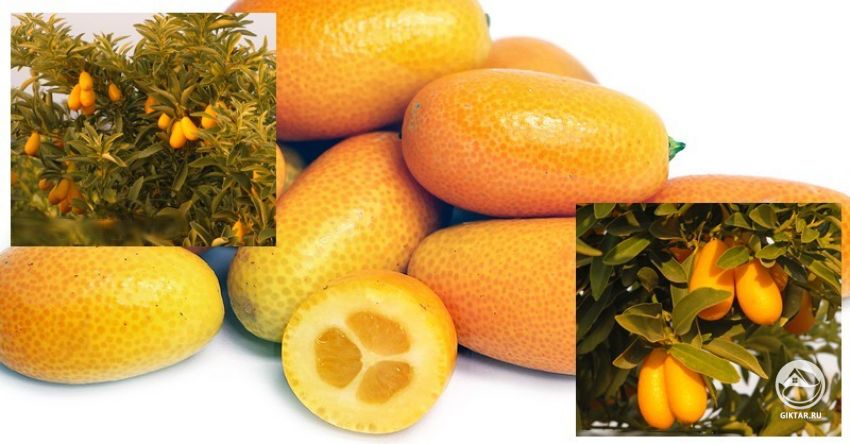 Нордманн Нагами (Nordmann Seedless Nagami kumquat) Нордманн Нагами (Nordmann Seedless Nagami kumquat)