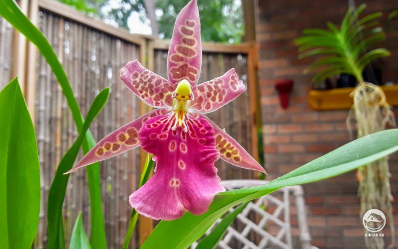 Мильтассия Темная Звезда 'Orchid works'