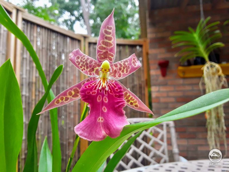 Мильтассия Темная Звезда 'Orchid works'