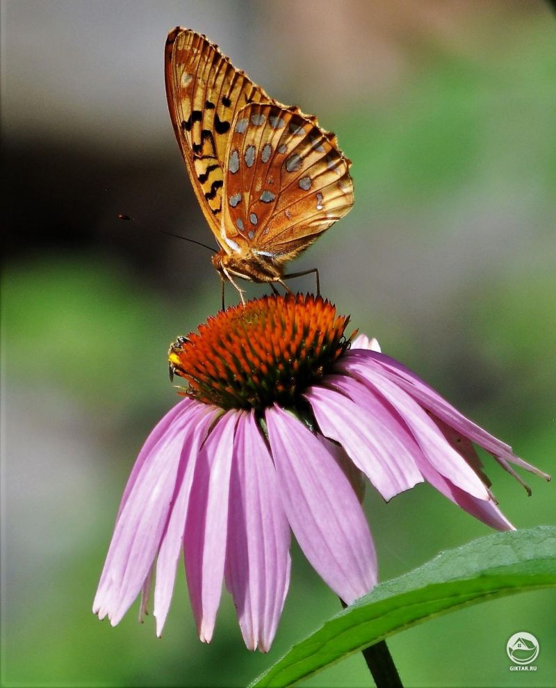 Бабочка и пчела на одно цветке