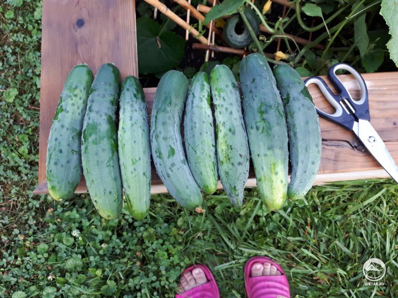 Огурцы свеже собранные