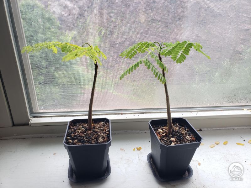 Огненное дерево из семян