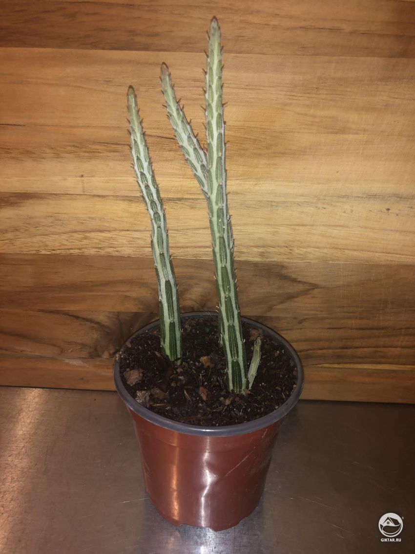 Что это за растение? 