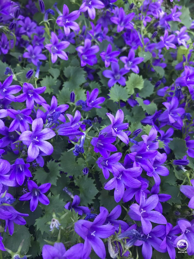 Так много фиолетового в моем саду