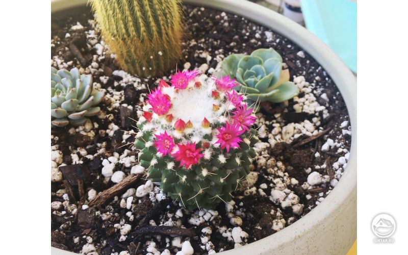 Мой кактус зацвел