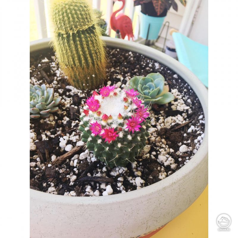 Мой кактус зацвел