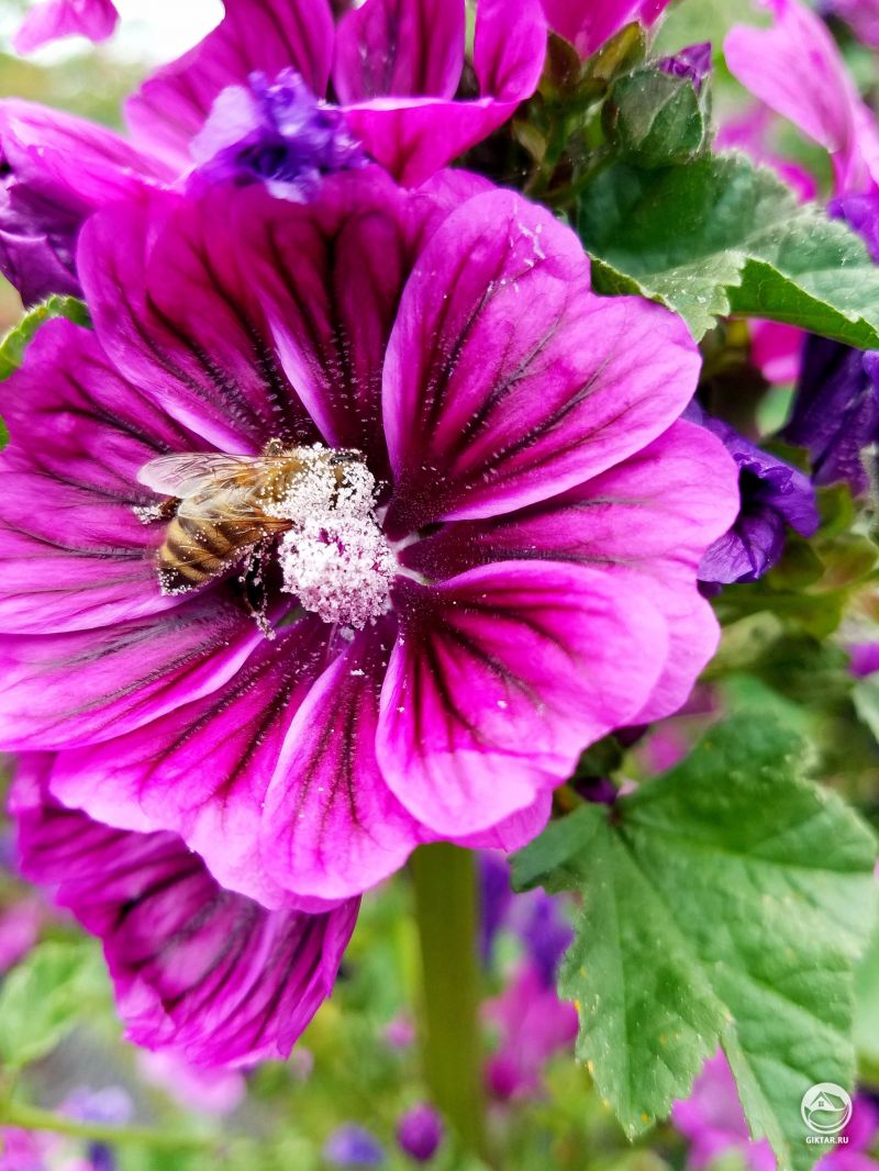 Вот что значит "с головой ушел в работу"! Трудолюбивый опылитель.