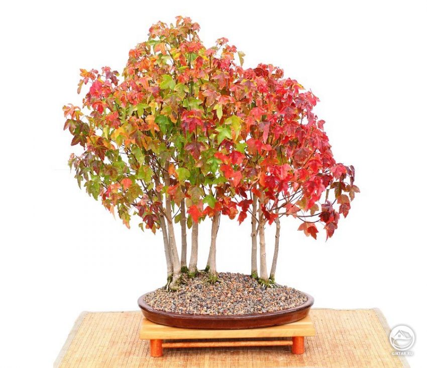Клен трехраздельный. Бонсай роща. Клен трехраздельный. Бонсай роща.