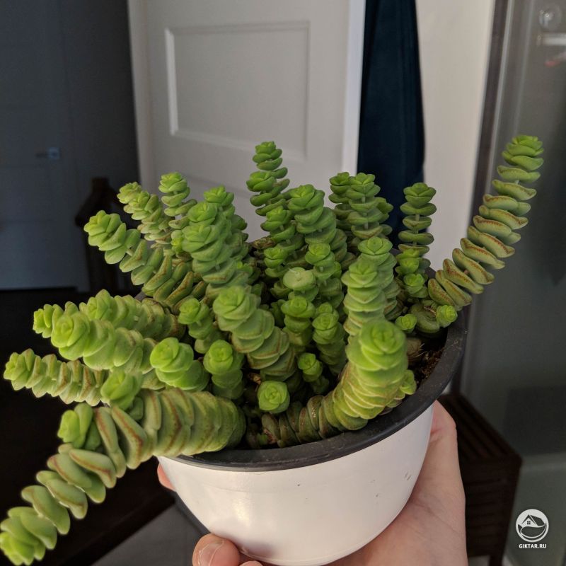 Жена не одобряет это растение