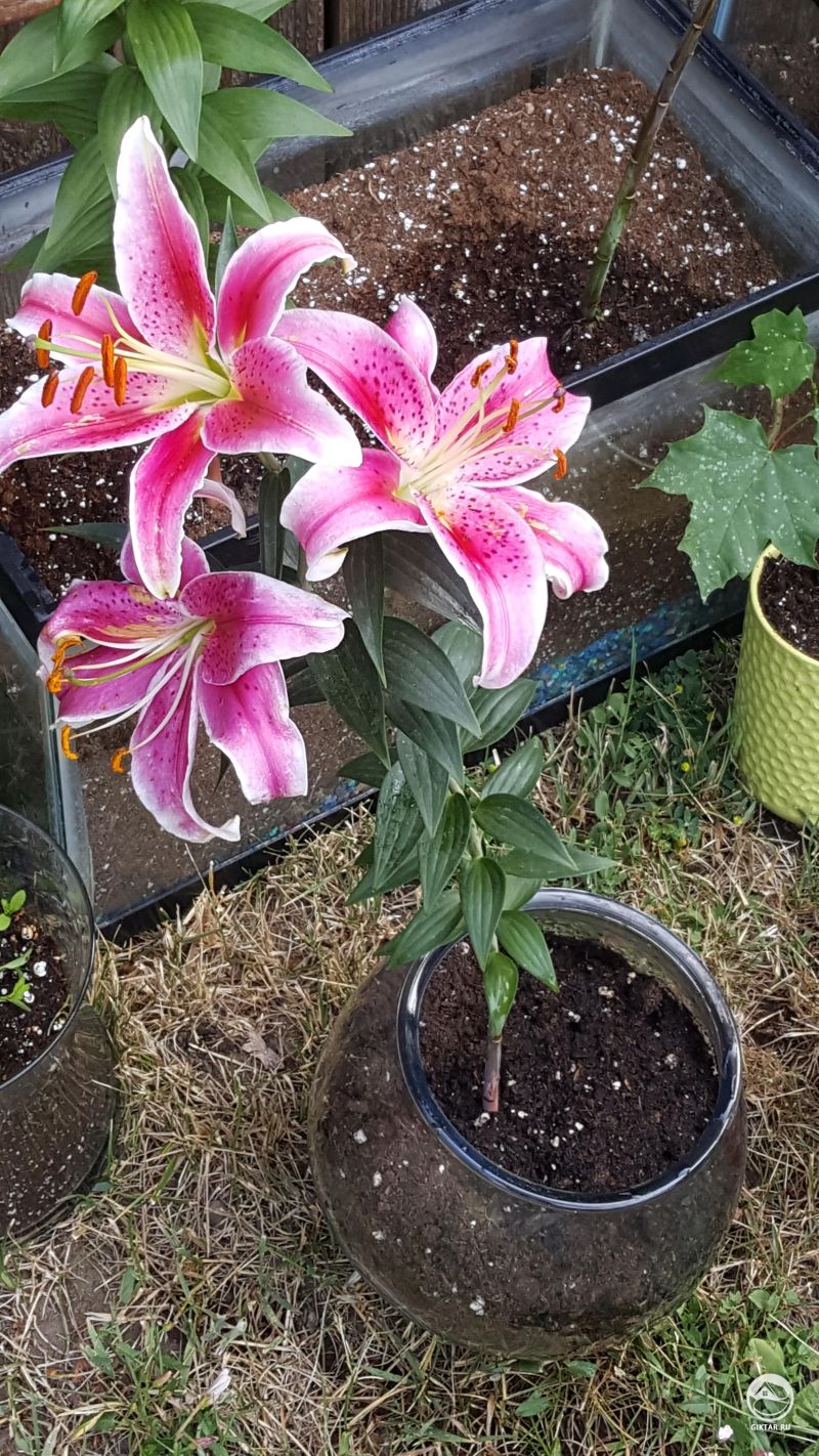 Первый раз выращиваю цветы. И мне очень нравится результат.