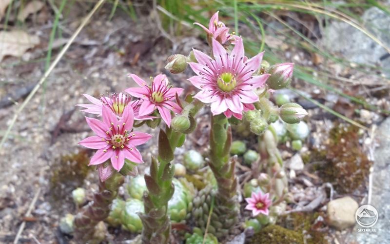 Мои суккуленты в цвету